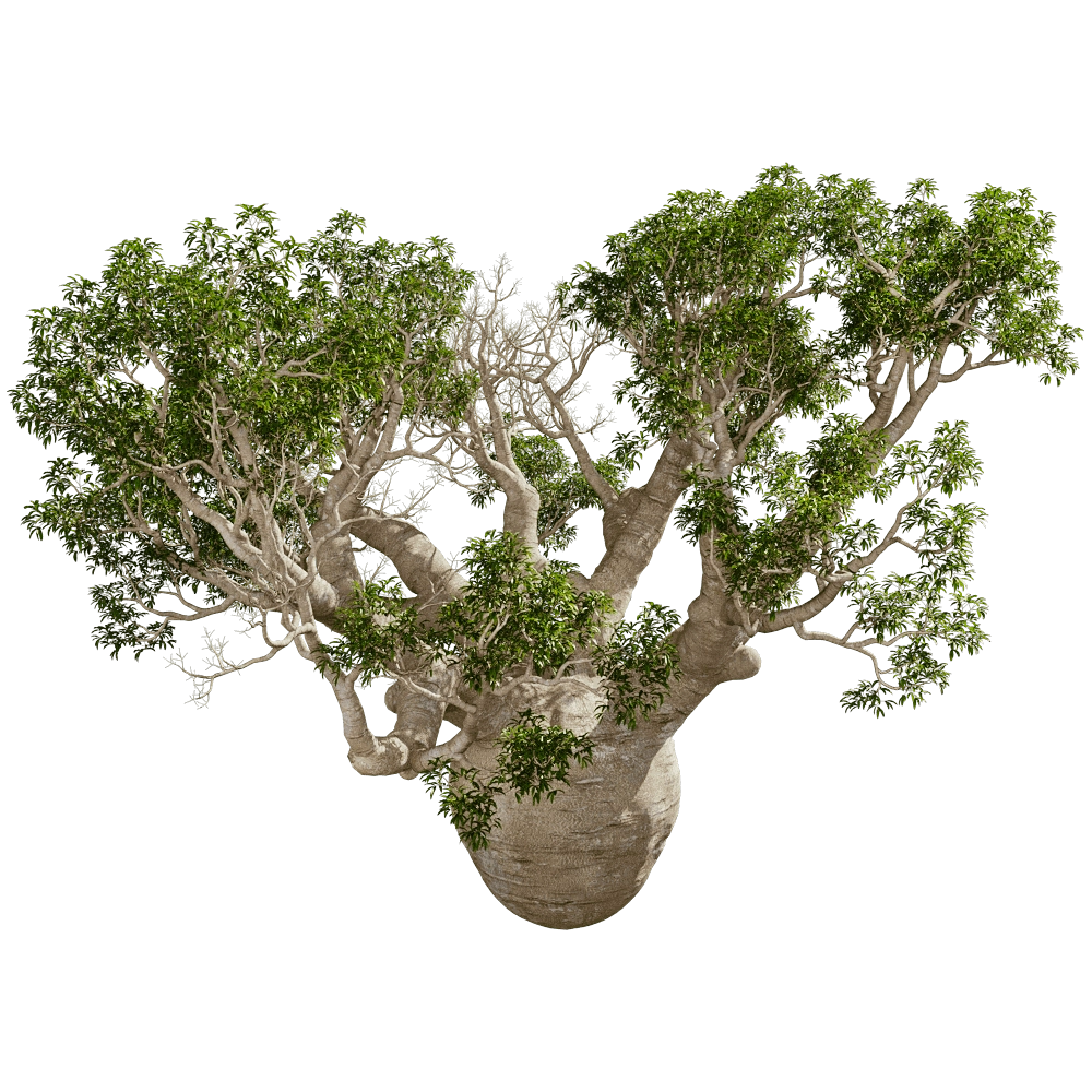 decoration – Adansonia Gregorii 01 01 3D Model