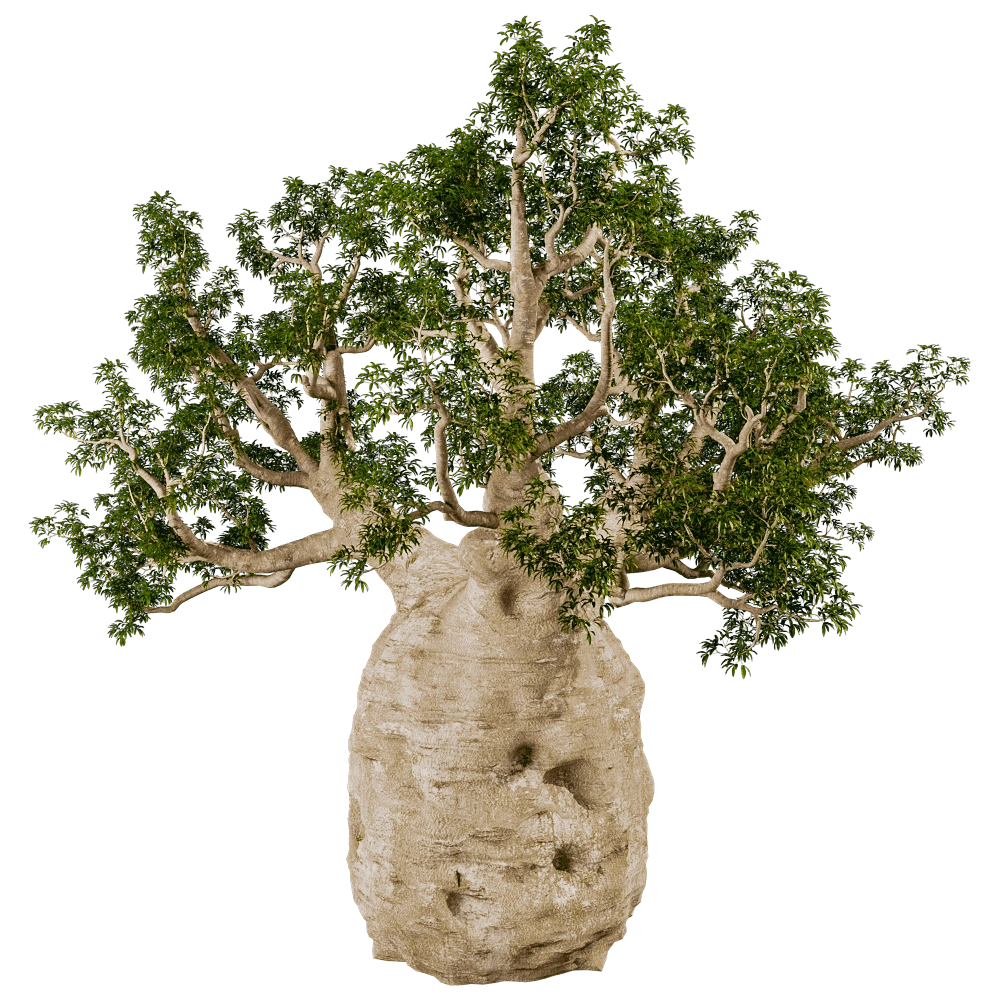 decoration – Adansonia Gregorii 01 02 3D Model