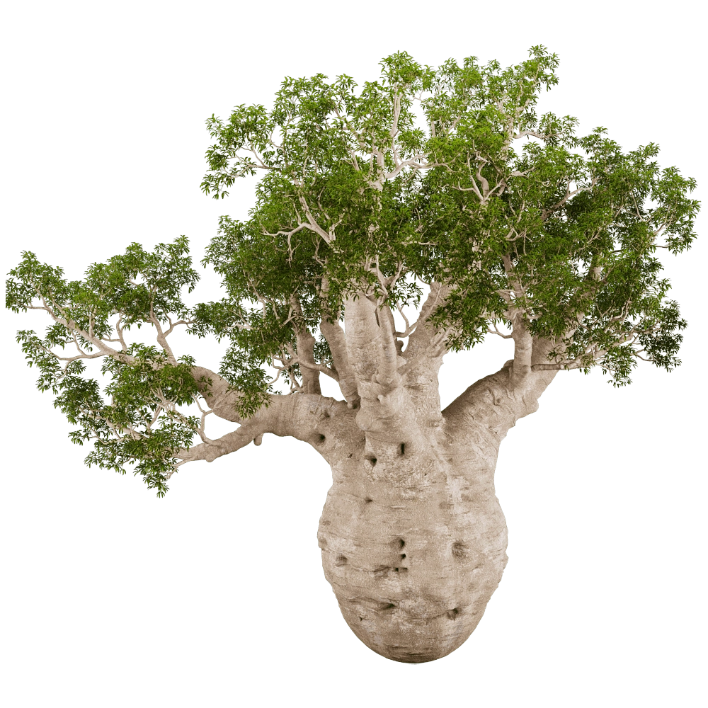 decoration – Adansonia Gregorii 01 03 3D Model