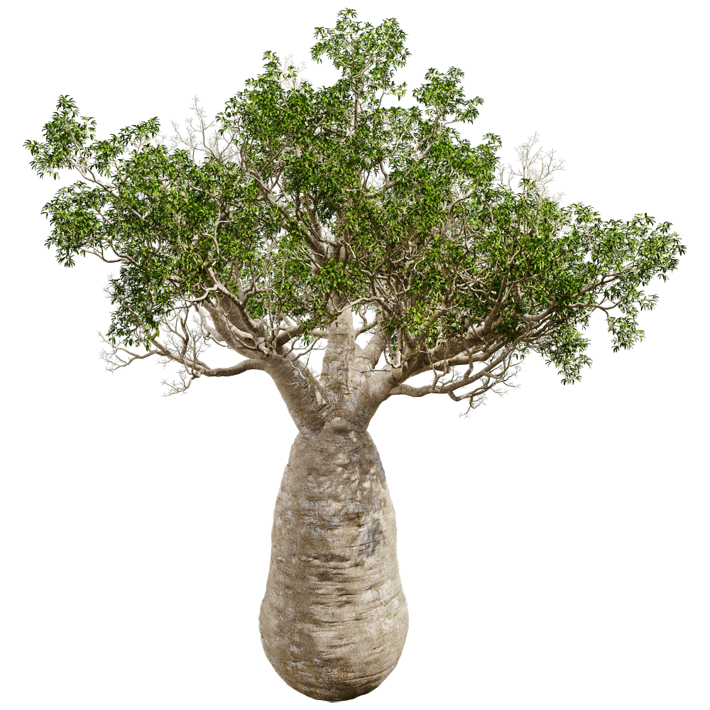 decoration – Adansonia Gregorii 01 05 3D Model