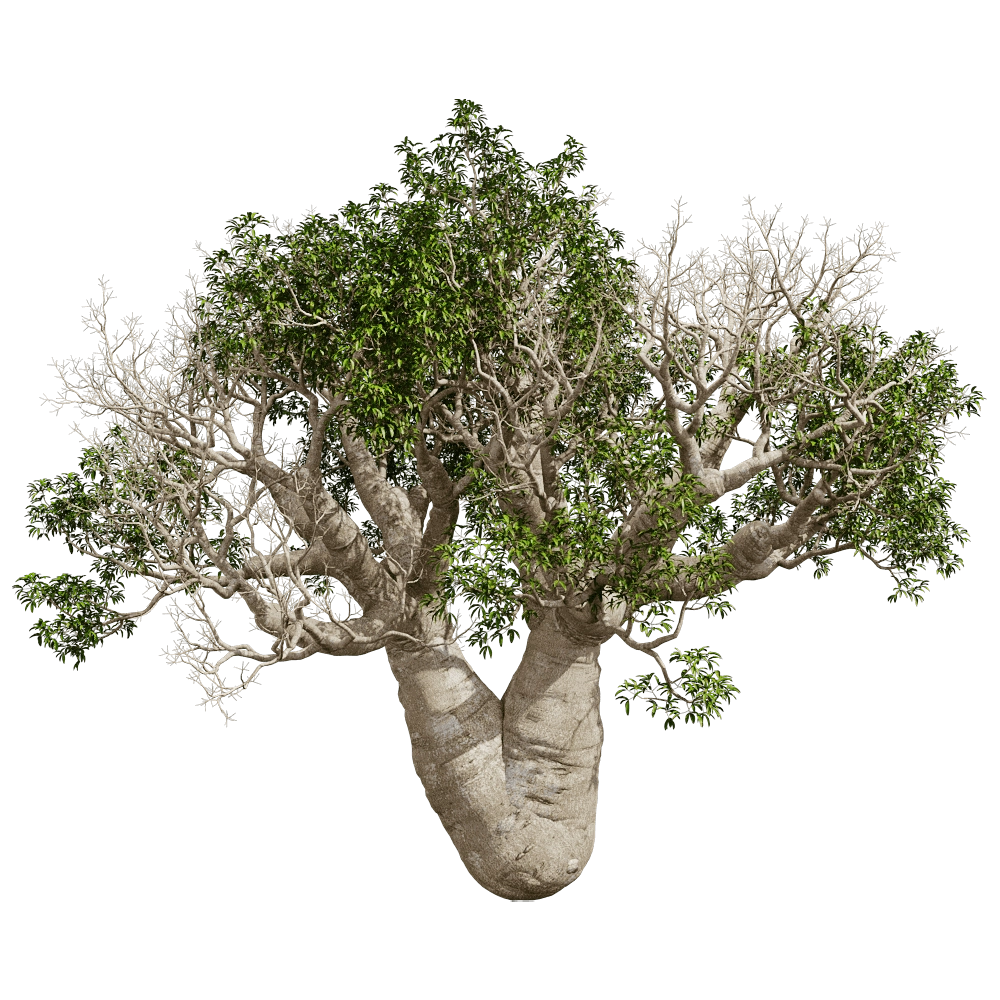 decoration – Adansonia Gregorii 01 06 3D Model