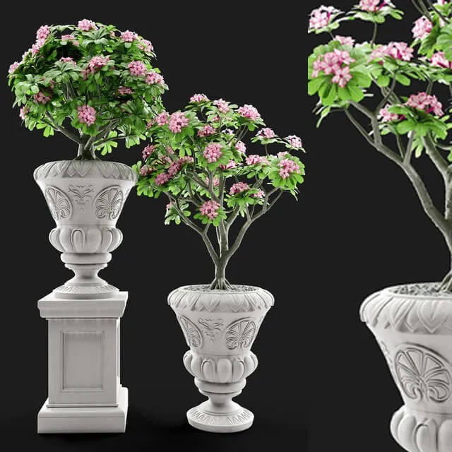 decoration – Adenium Desert rose in classic vase 3D Model