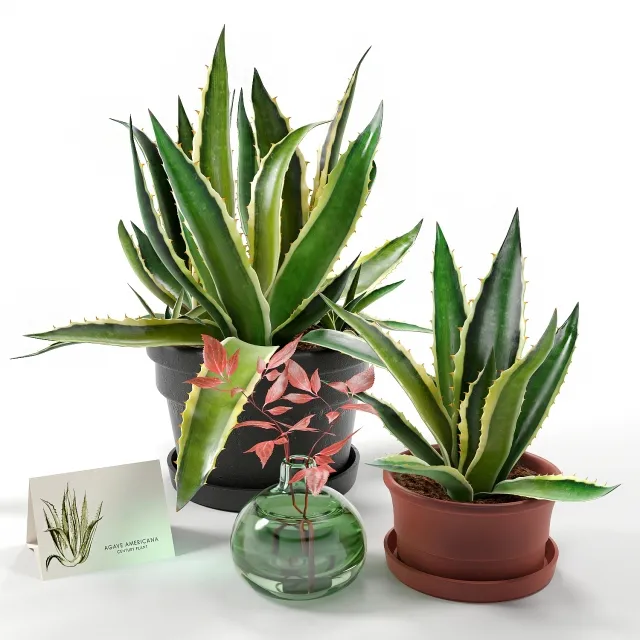 decoration – Agave set 3D Model decoration – Agave set 3D Model