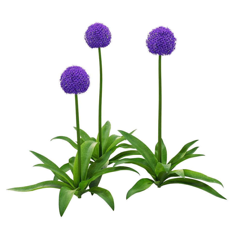 decoration – Allium Giganteum 1 3D Model