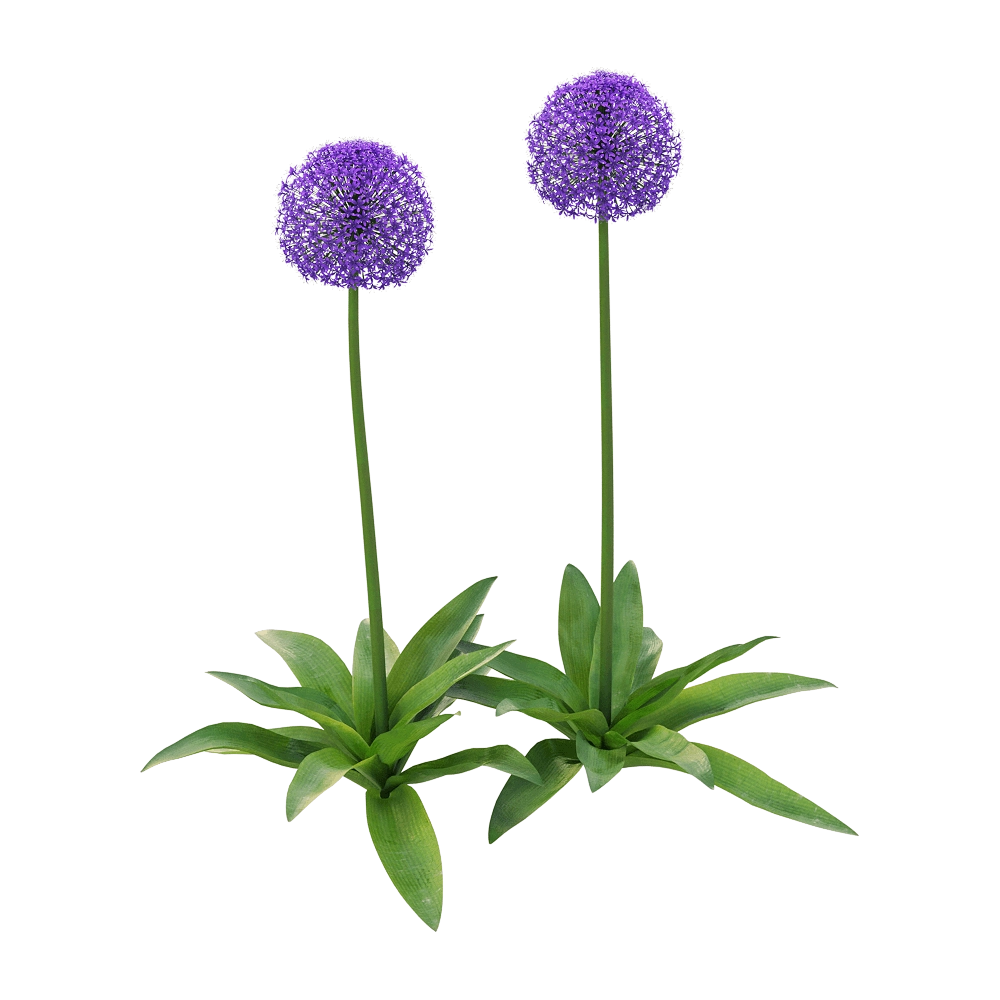 decoration – Allium giganteum 2 3D Model