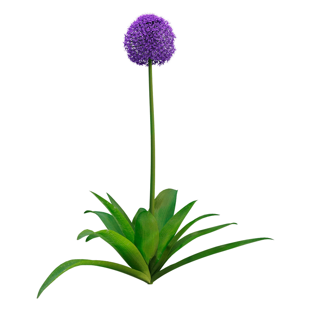 decoration – Allium giganteum  3 3D Model