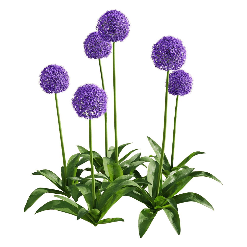 decoration – Allium giganteum 4 3D Model