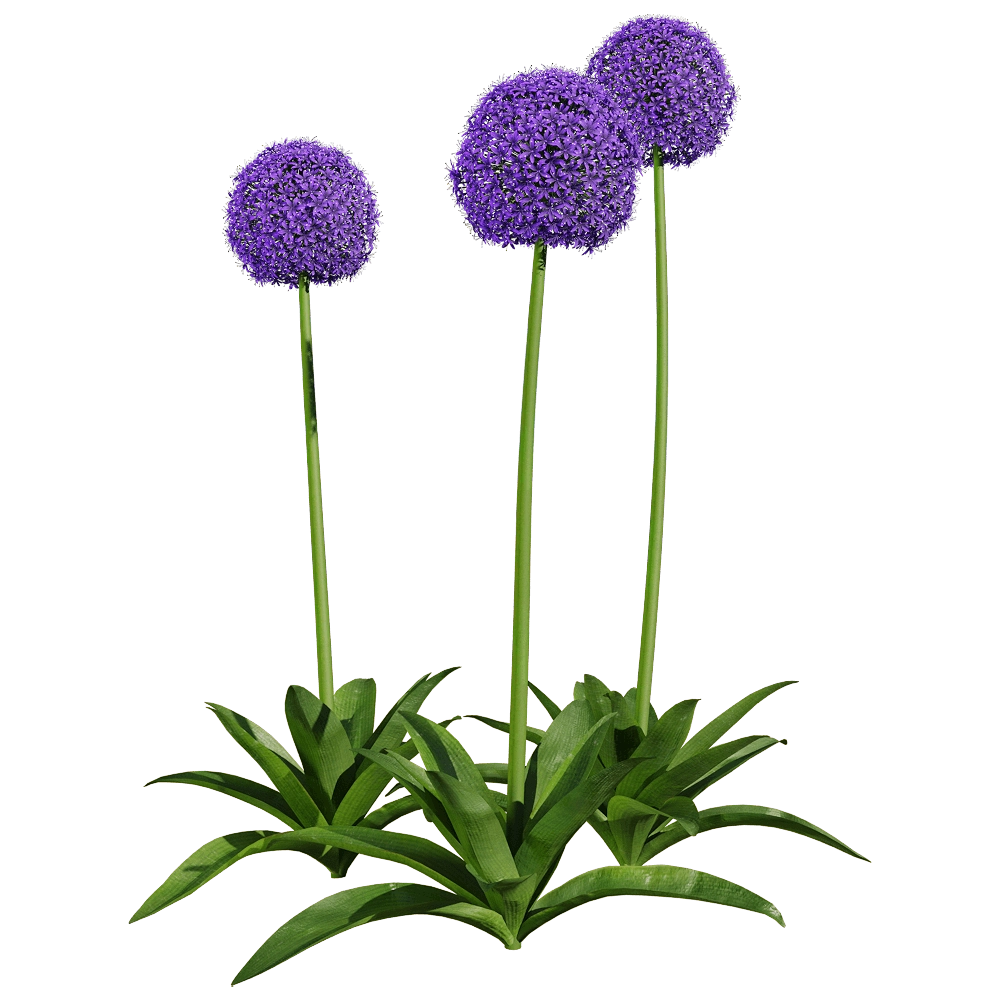 decoration – Allium giganteum 5 3D Model