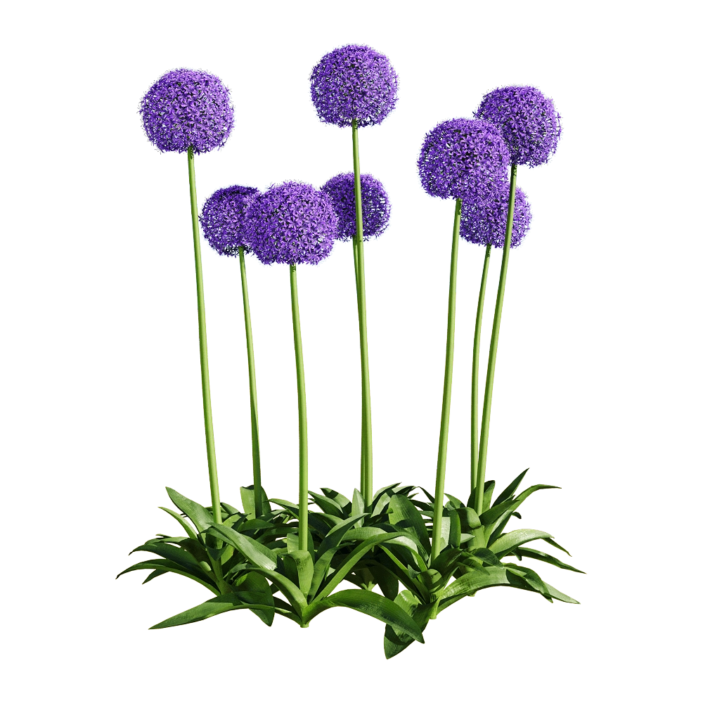 decoration – Allium giganteum 6 3D Model