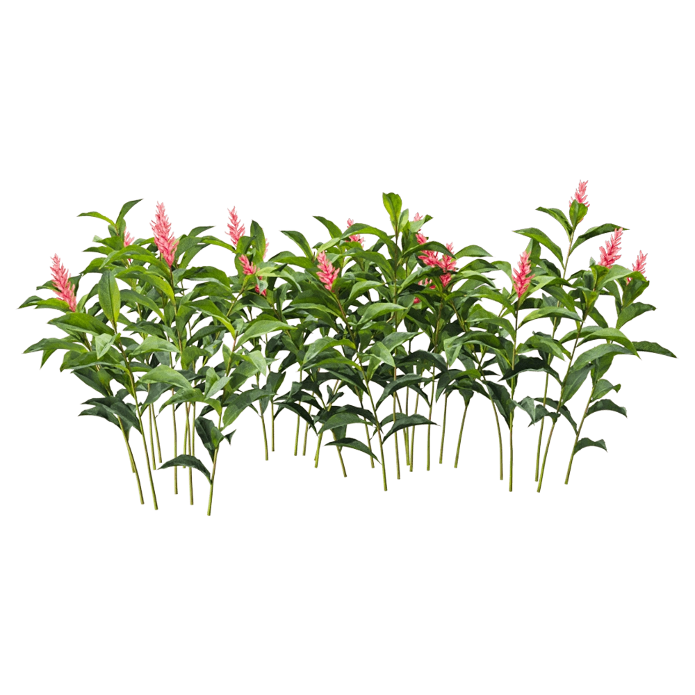 decoration – Alpinia Purpurata 6 3D Model