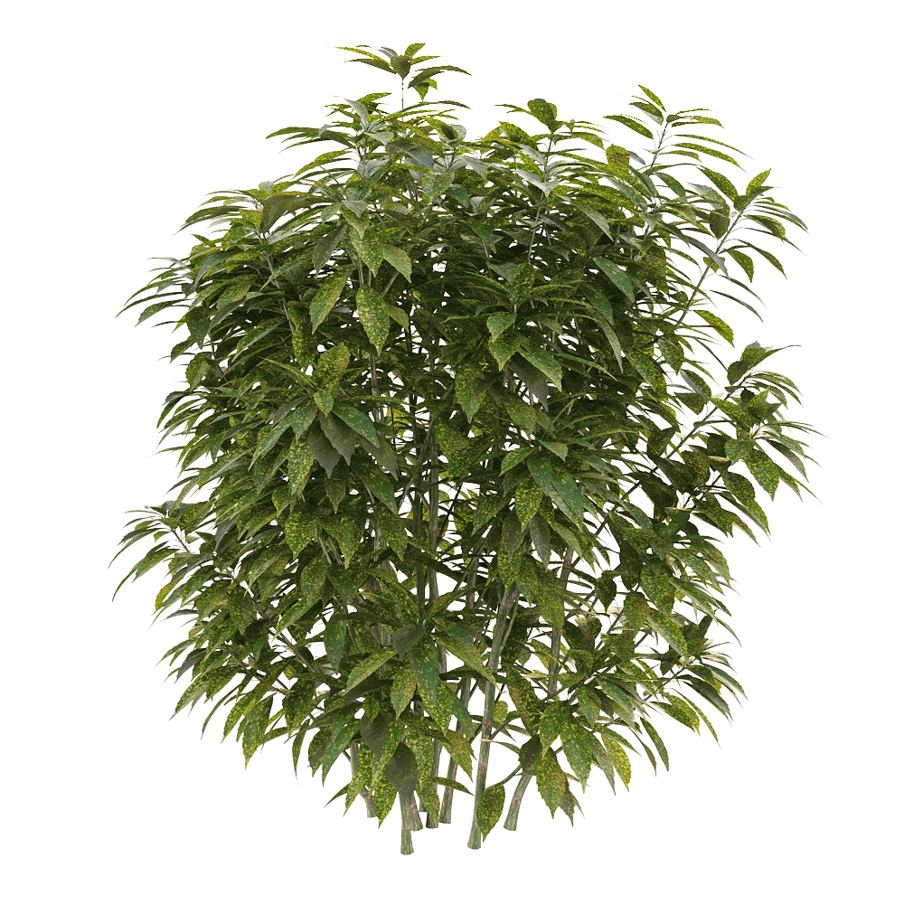 decoration – Ancuba japonica 01 3D Model