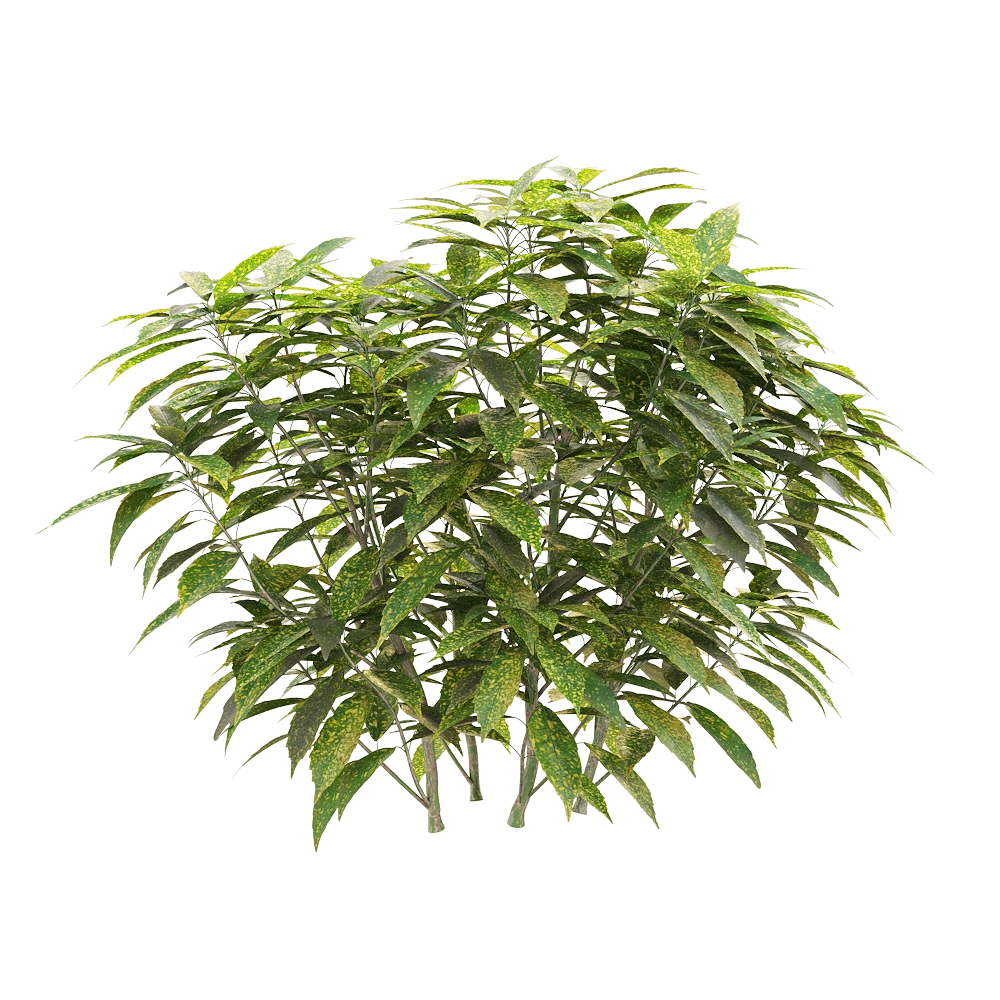 decoration – Ancuba japonica 03 3D Model