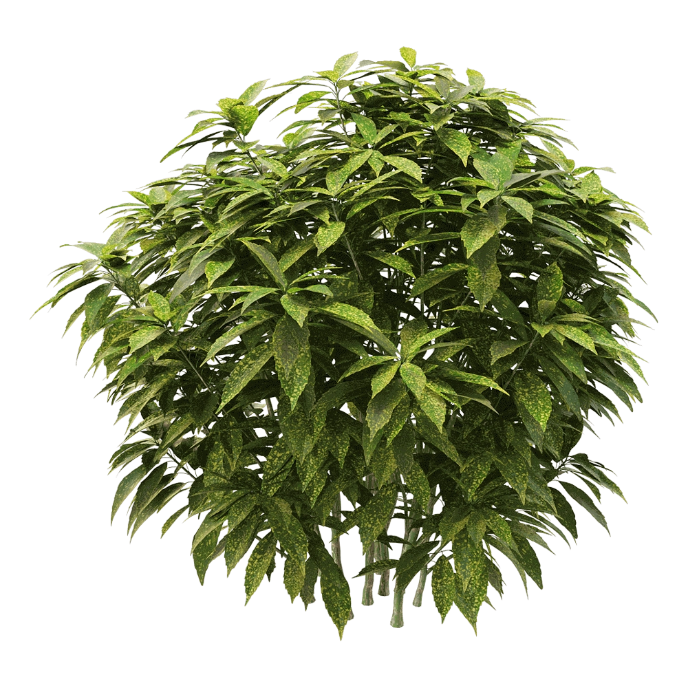 decoration – Ancuba japonica 2 3D Model