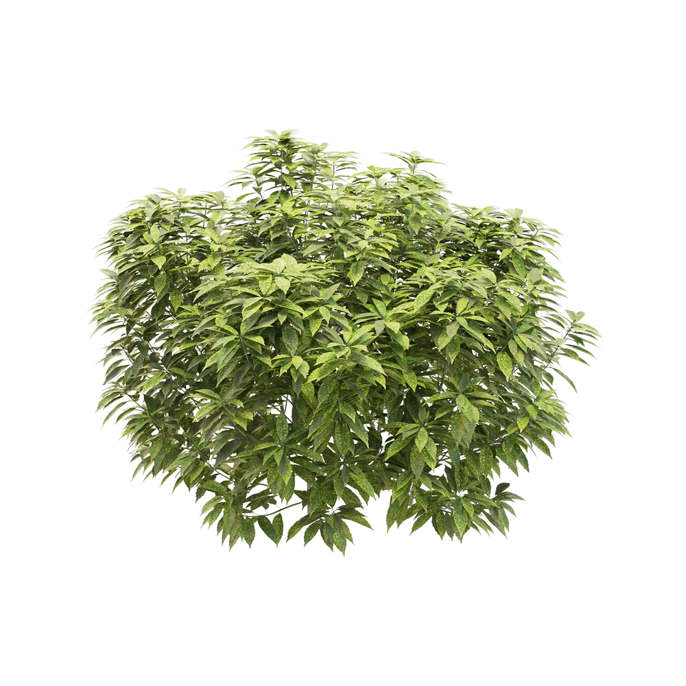 decoration – Ancuba japonica 4 3D Model