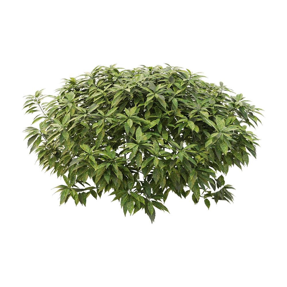 decoration – Ancuba japonica 5 3D Model