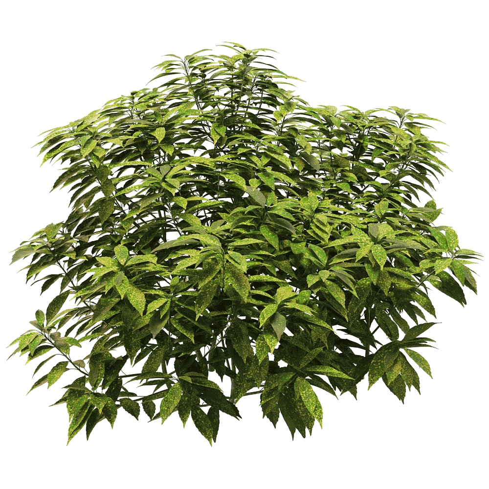 decoration – Ancuba japonica 6 3D Model
