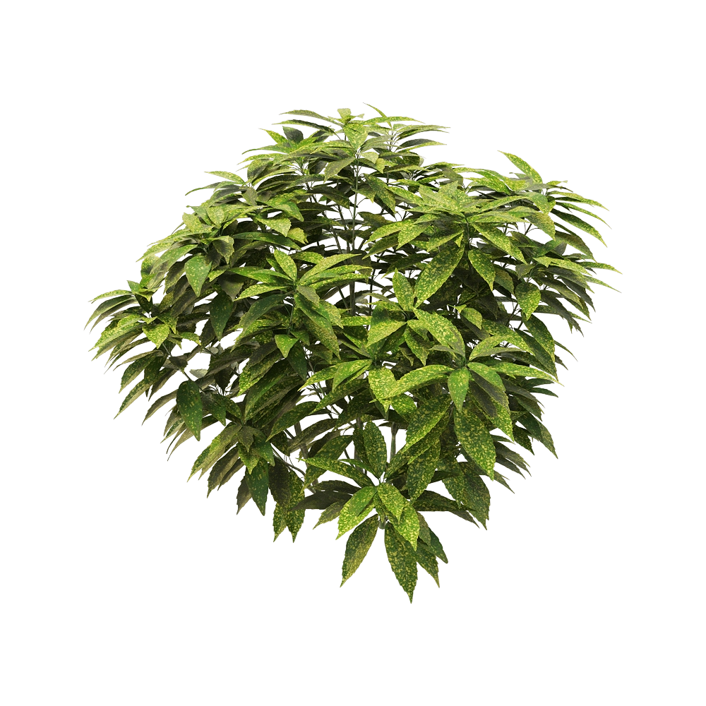 decoration – Ancuba japonica 7 3D Model