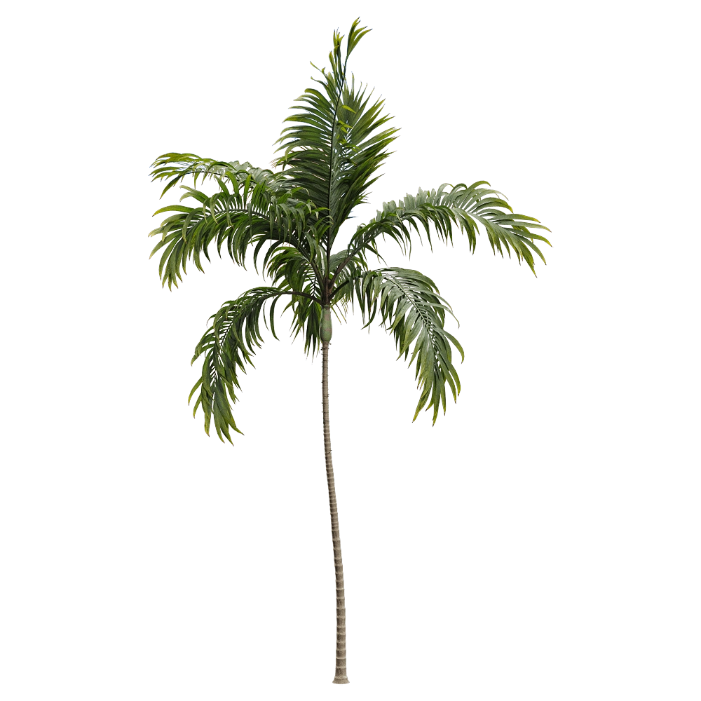 decoration – Archontophoenix alexandrae 1 3D Model