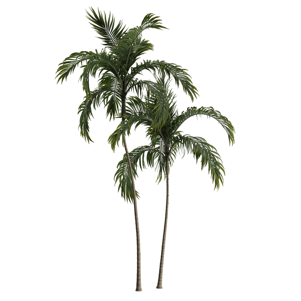 decoration – Archontophoenix alexandrae 2 3D Model