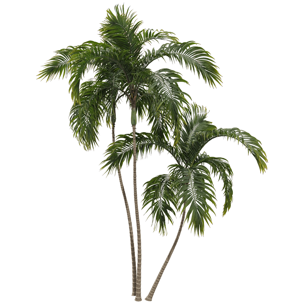 decoration – Archontophoenix alexandrae 3 3D Model