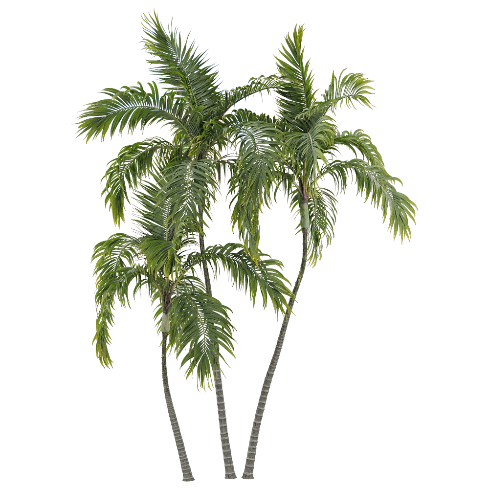 decoration – Archontophoenix alexandrae 4 3D Model
