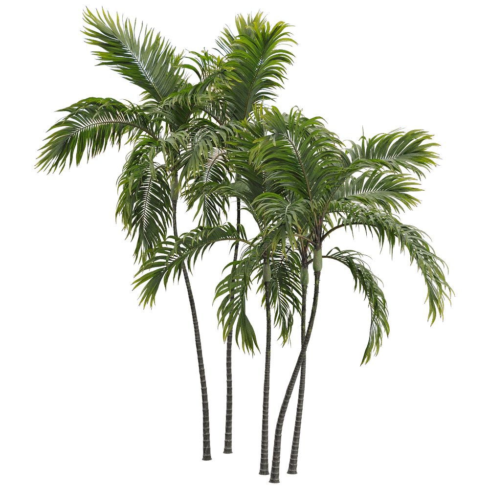 decoration – Archontophoenix alexandrae 5 3D Model