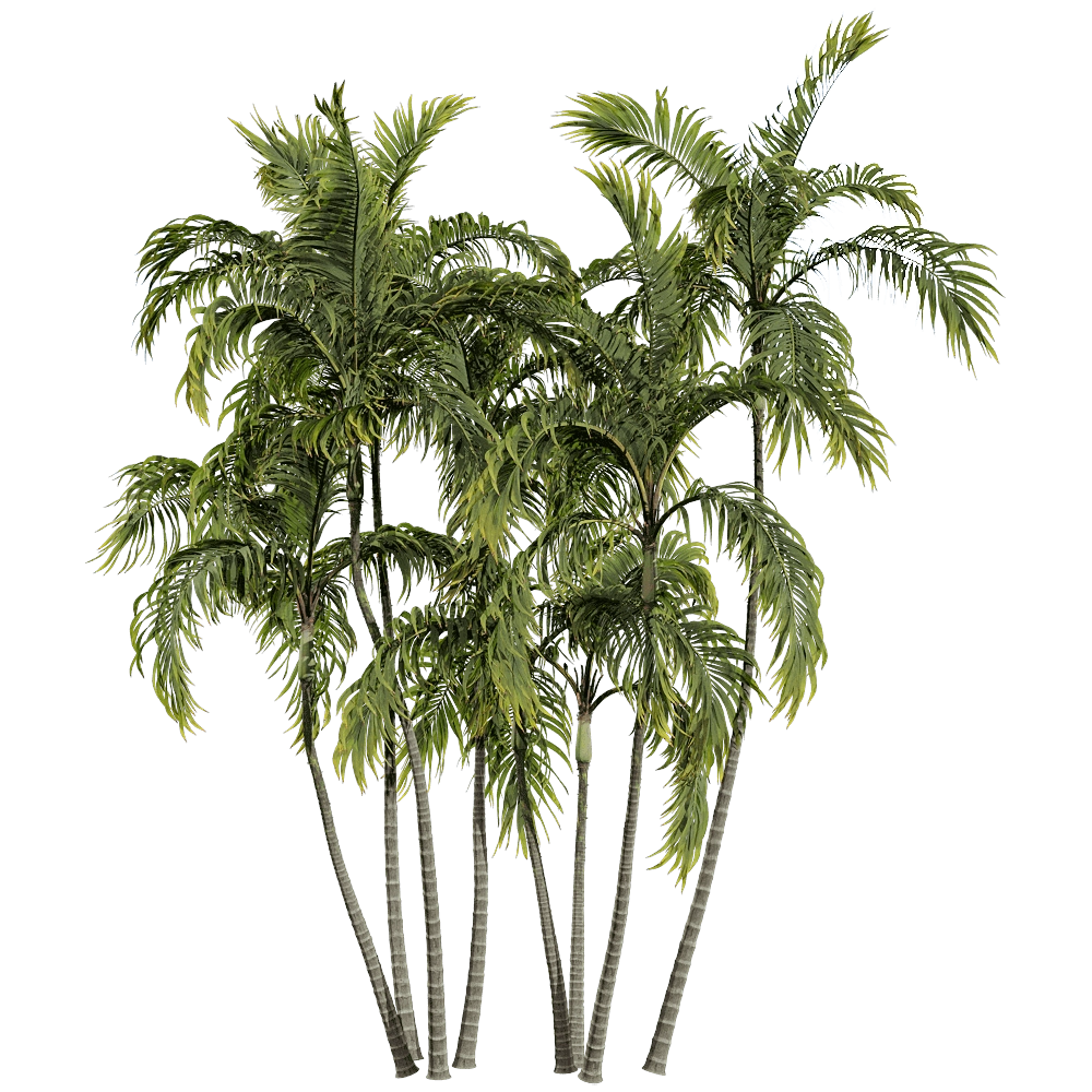 decoration – Archontophoenix Alexandrae 6 3D Model