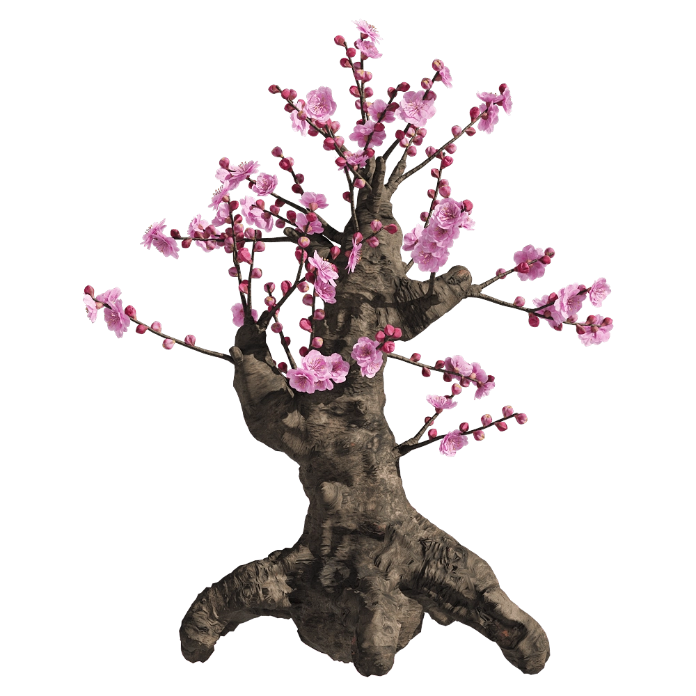 decoration – Armeniaca mume 1 3D Model decoration – Armeniaca mume 1 3D Model