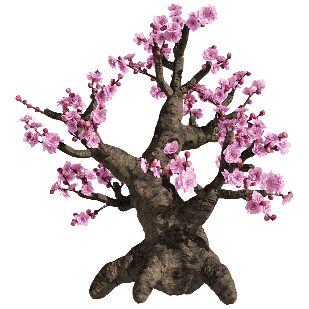 decoration – Armeniaca mume 2 3D Model decoration – Armeniaca mume 2 3D Model