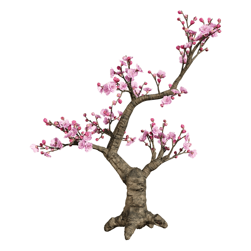 decoration – Armeniaca mume 3 3D Model decoration – Armeniaca mume 3 3D Model