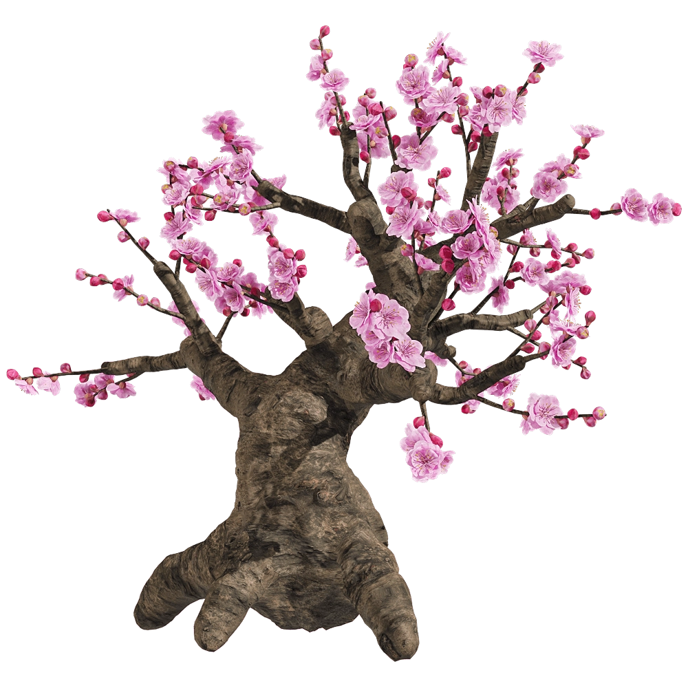 decoration – Armeniaca mume 4 3D Model decoration – Armeniaca mume 4 3D Model