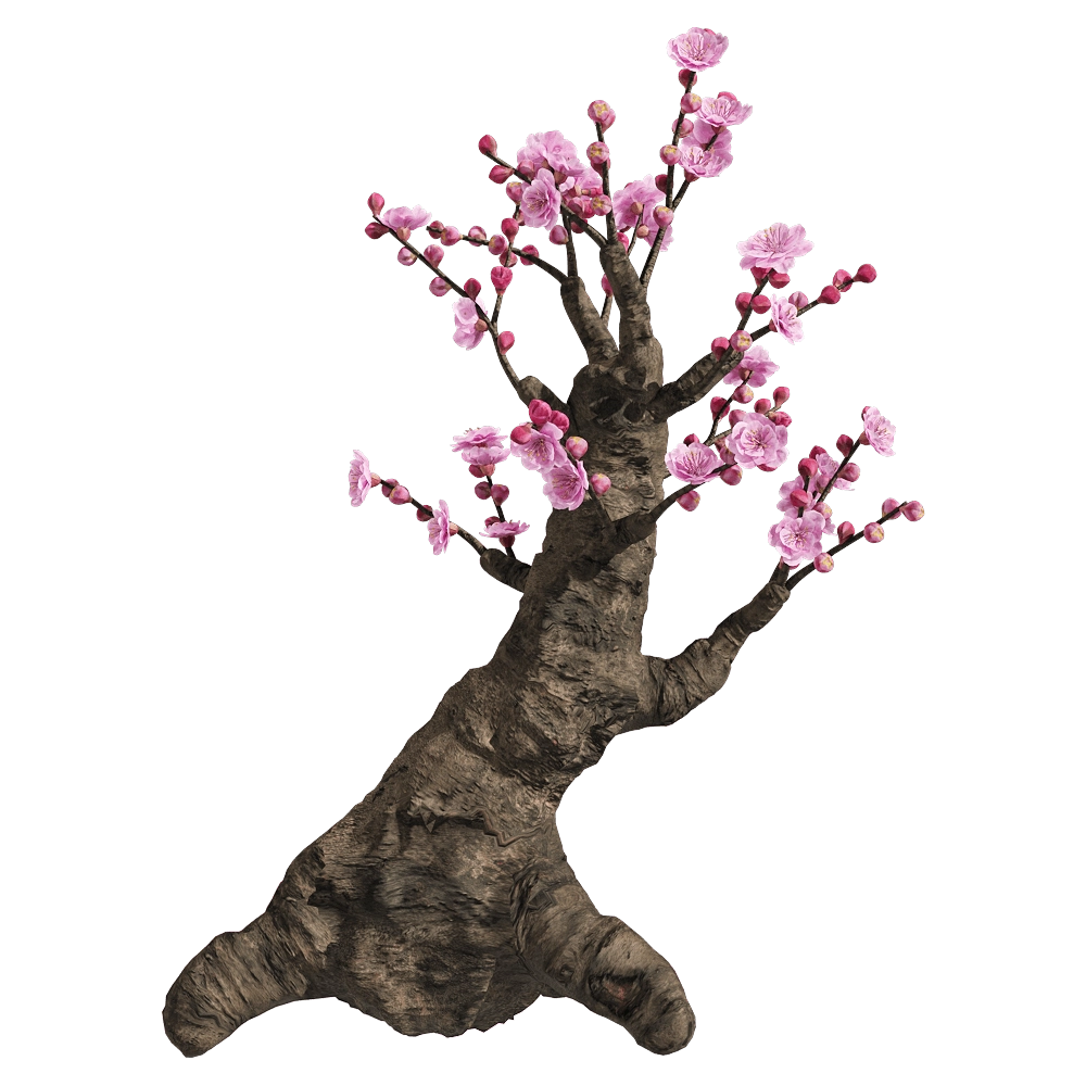 decoration – Armeniaca mume 5 3D Model decoration – Armeniaca mume 5 3D Model