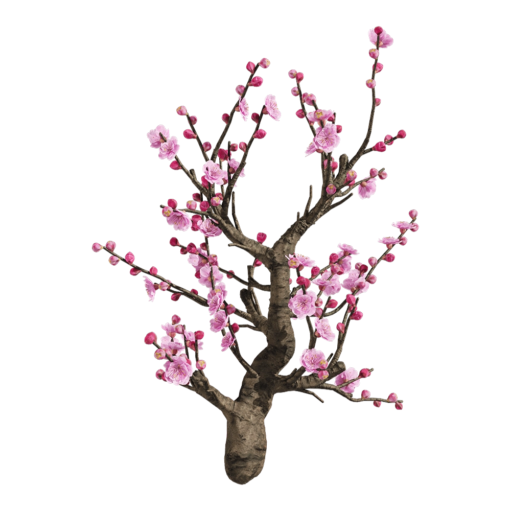 decoration – Armeniaca mume 6 3D Model decoration – Armeniaca mume 6 3D Model