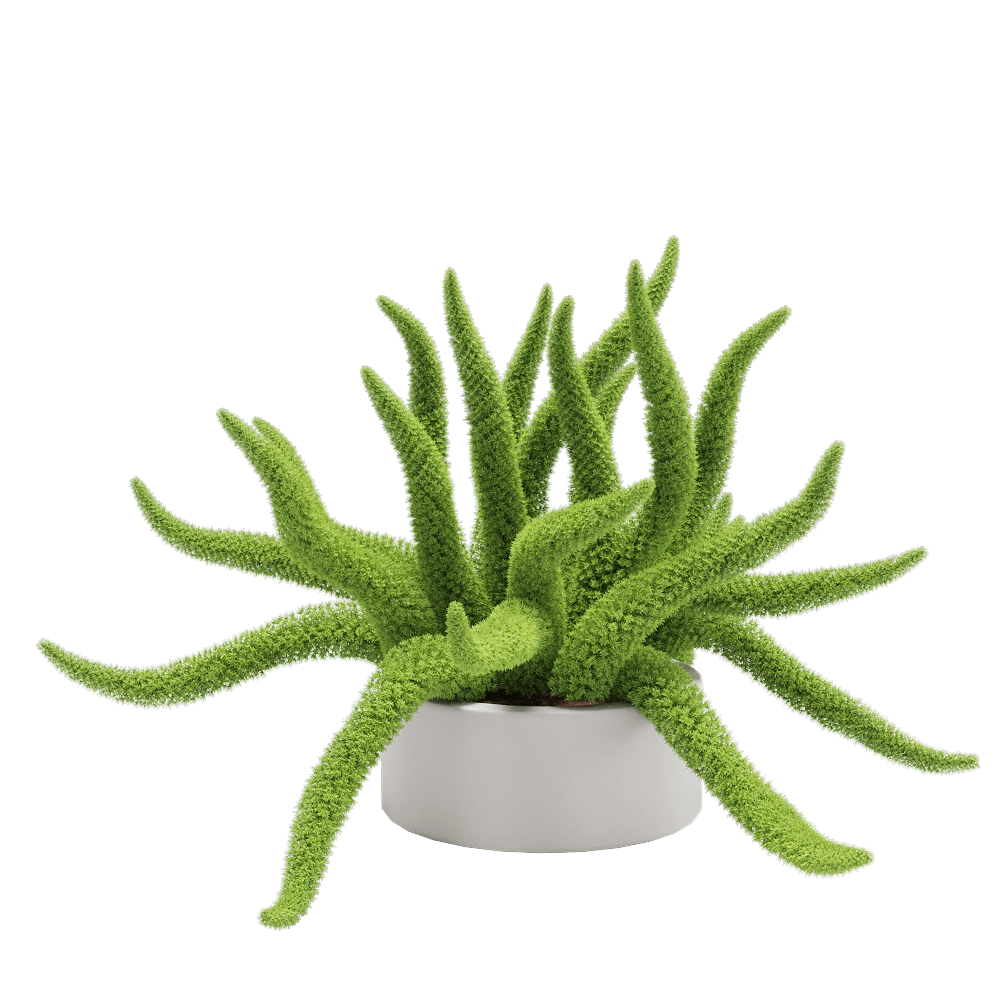 decoration – Asparagus densifloru 4 3D Model