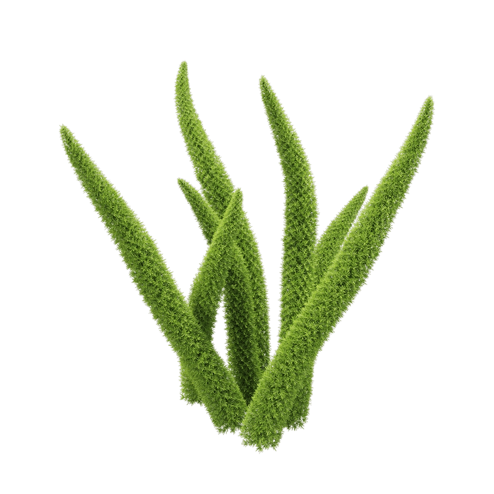 decoration – Asparagus Densiflorus 1 3D Model