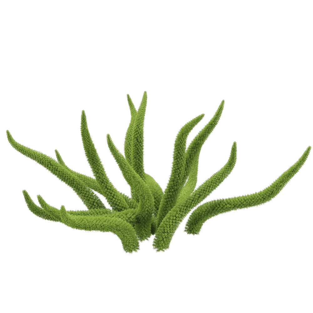 decoration – Asparagus densiflorus 2 3D Model