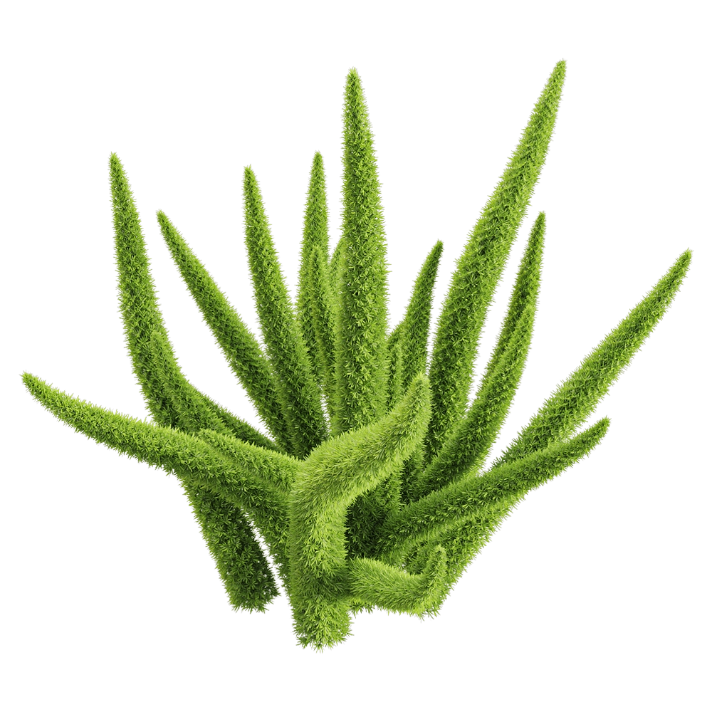 decoration – Asparagus densiflorus 3 3D Model