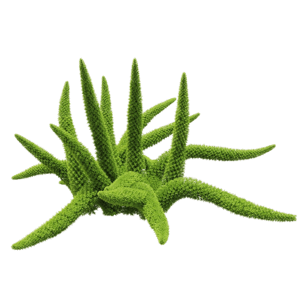 decoration – Asparagus densiflorus 5 3D Model