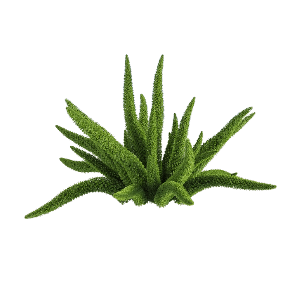 decoration – Asparagus densiflorus 6 3D Model