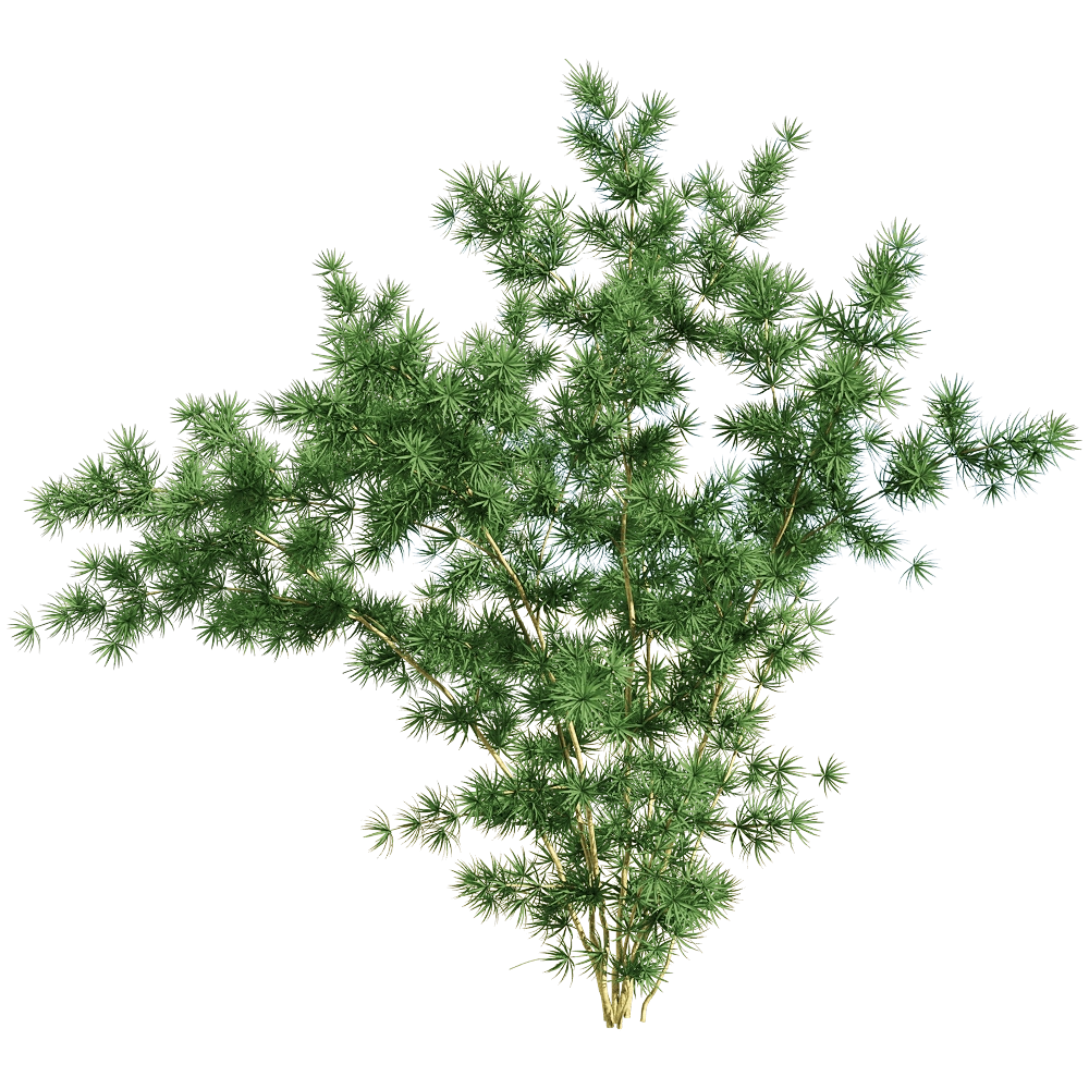 decoration – Asparagus retrofractus 1 3D Model decoration – Asparagus retrofractus 1 3D Model