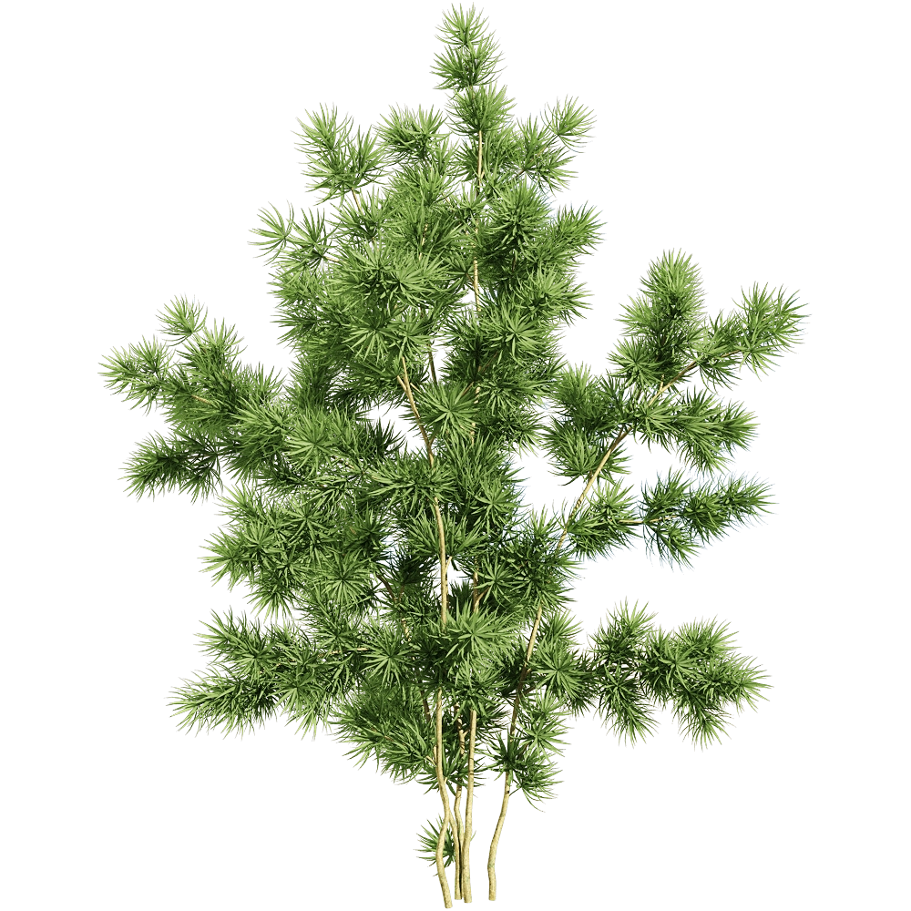 decoration – Asparagus retrofractus 2 3D Model decoration – Asparagus retrofractus 2 3D Model