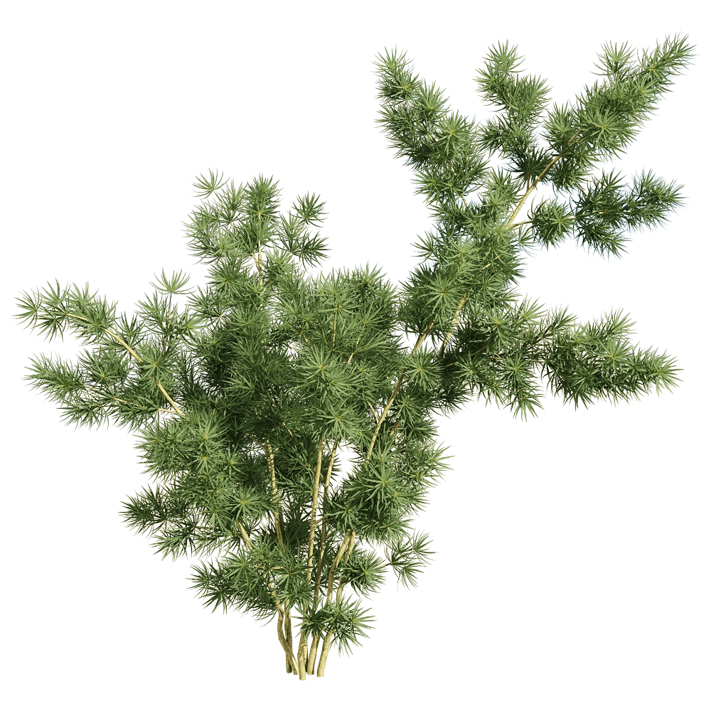 decoration – Asparagus retrofractus 3 3D Model decoration – Asparagus retrofractus 3 3D Model