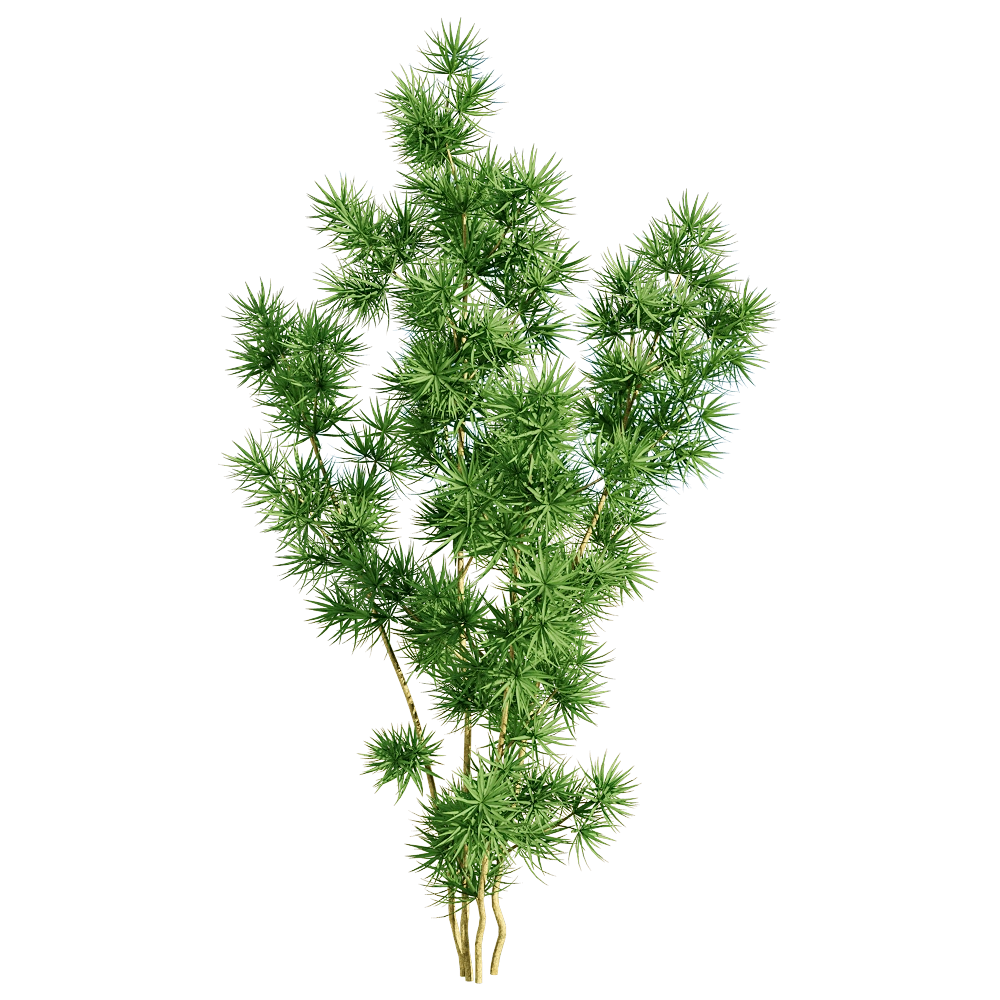decoration – Asparagus retrofractus 5 3D Model decoration – Asparagus retrofractus 5 3D Model