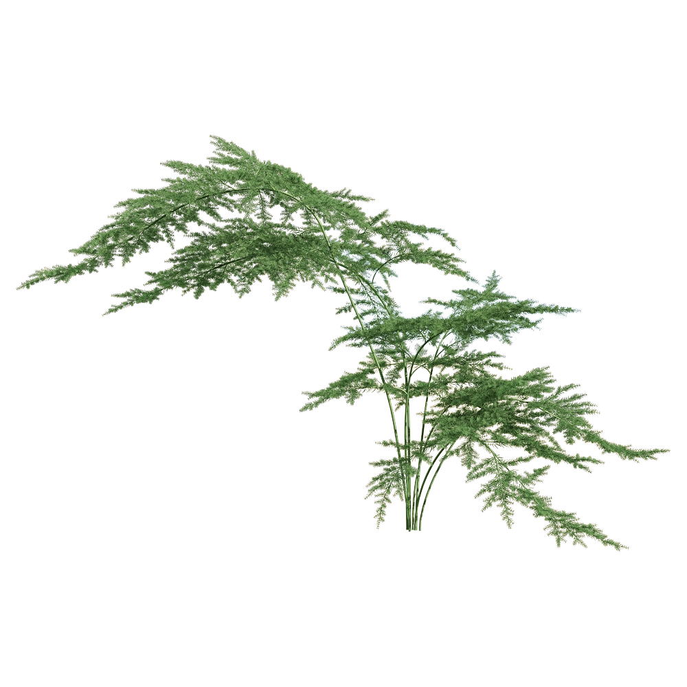 decoration – Asparagus setaceus 1 3D Model decoration – Asparagus setaceus 1 3D Model