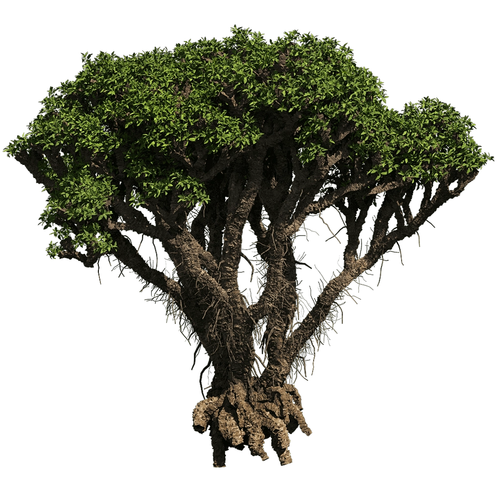 decoration – Avicennia Marina 01 01 3D Model