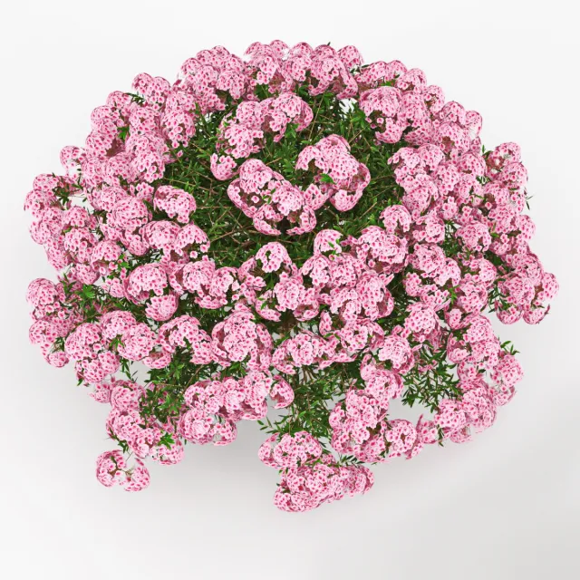 decoration – Azalea 3D Model