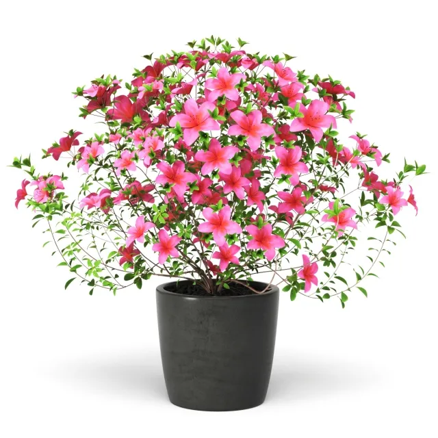 decoration – Azalea Plant 3D Model