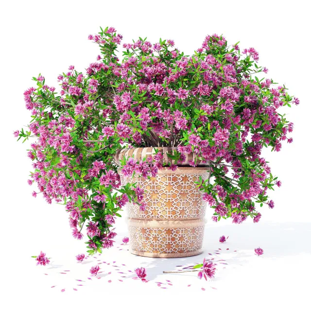 decoration – Azalea_04 plant 3D Model