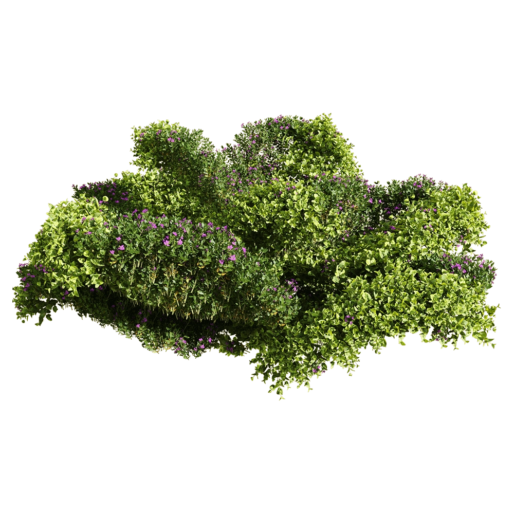 decoration – Bacopa diffusa 1 3D Model decoration – Bacopa diffusa 1 3D Model