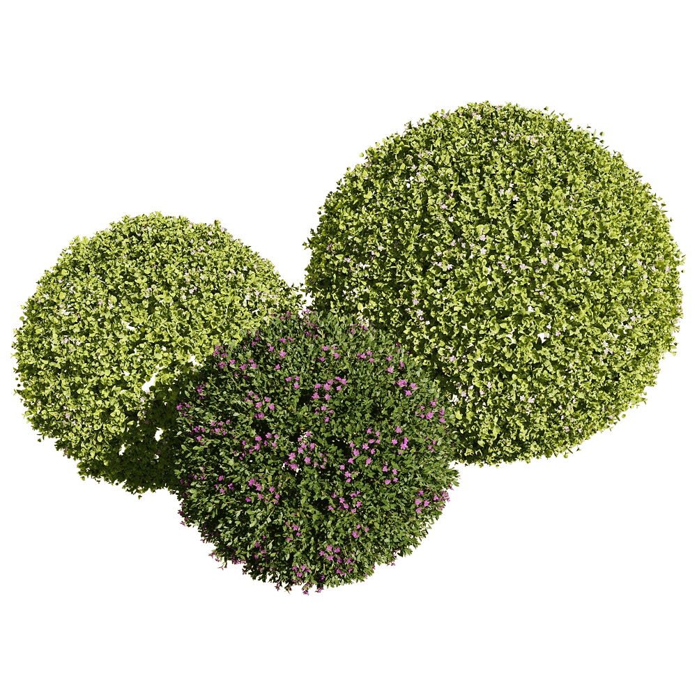 decoration – Bacopa diffusa 4 3D Model decoration – Bacopa diffusa 4 3D Model